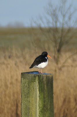 Scholekster - Strânljip - Haematopus ostralegus