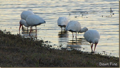 merrit island with gals_163