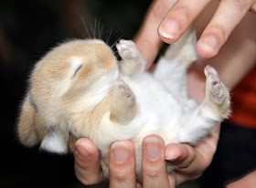 30 pictures of cute bunny, cute bunny pictures, cute bunny