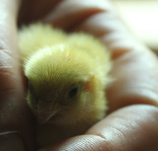 English White quail chick Colours of Coturnix Japonica Quail