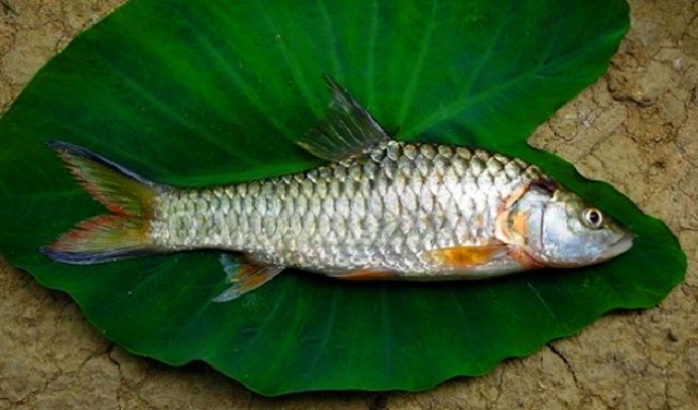 Mancing ikan kecil