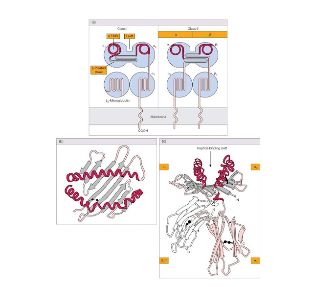 Class I and class II MHC molecules