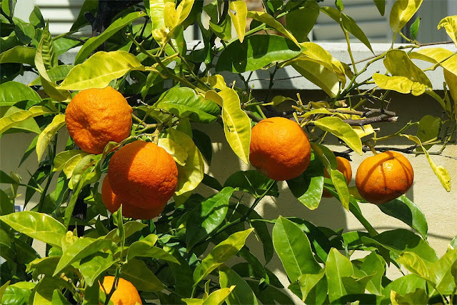 Oranges, Via degli Archi, Livorno