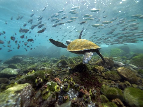 Galapagos Islands In Pacific Ocean