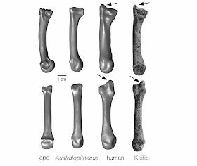 1.4 million-year-old fossil human hand bone closes human evolution gap