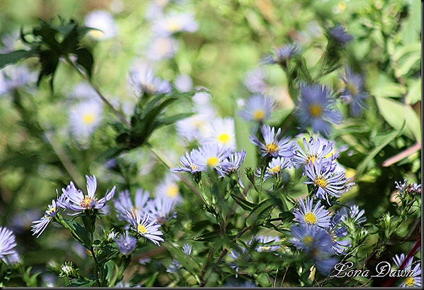 RNP_Asters2
