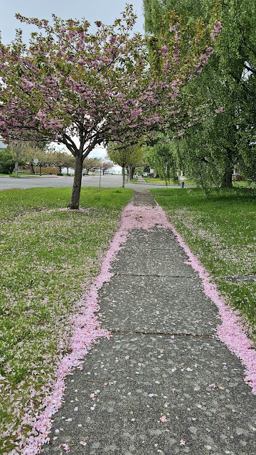 Cherry Blossom and petals on the ground