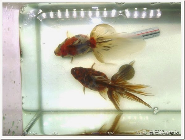 創意眼金魚坊 專營精緻金魚 特殊金魚 買金魚 找金魚 賣金魚請來專業金魚水族館 金魚專賣店 金魚專門店 歡迎有開店時間現場參觀 魚友 Lin Chienhao 你要看的琉金 龍睛 繡球 遞佳啦
