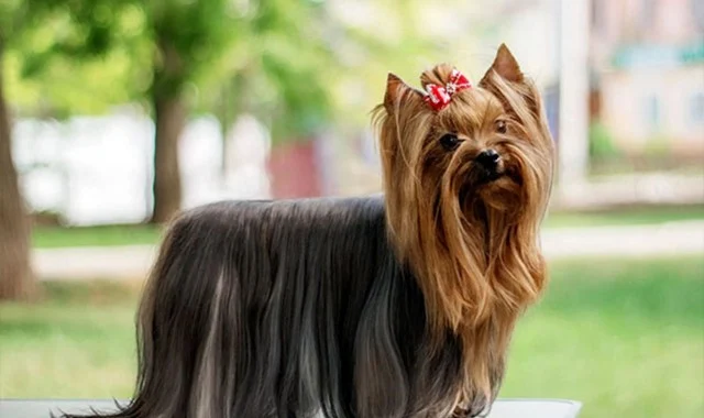 هذا الكلب ذو الشعر الأنيق ممتع ولكنه مشوش. إنه يحتل مكانة عالية بين سلالات الكلاب الأكثر شعبية في الولايات المتحدة. إنهم يعتزون بمظهرهم الفريد ومدى ملاءمتهم للعيش في الشقة