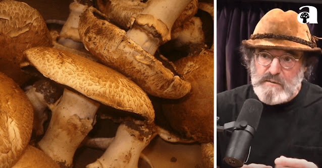 Portobello Mushroom Controversy