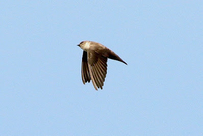 "Eurasian Crag-Martin- Ptyonoprogne rupestris, A large, compact, and powerful martin, gray-brown above, with contrasting dark "armpits."winter visitor to Mount Abu."