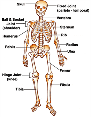 Multiple Choice Quiz On Skeletal System