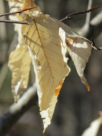 persistent beech tree leaves