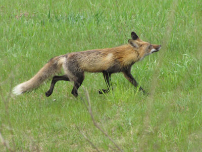 fox tail as it runs away