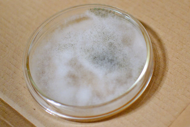 Jual Aneka Macam Mikrobakter / Bakteri Untuk Keperluan Penelitian Dan
