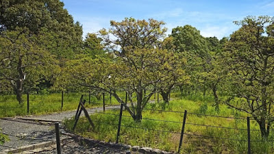 人文研究見聞録：長岡天満宮（長岡天神） ［京都府］