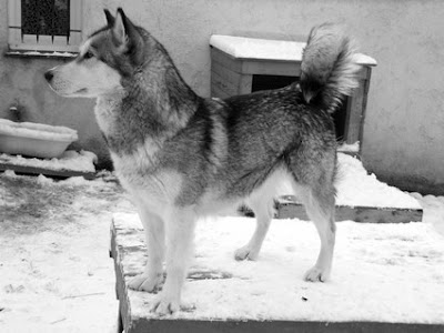 cheyenne okkomut des rives du haut verdon