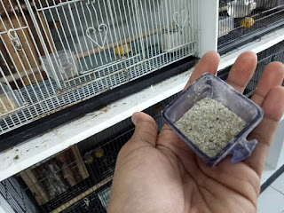 Grit untuk lovebird