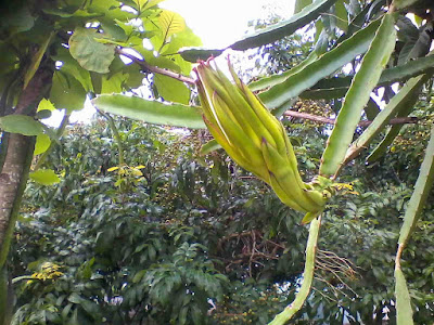 Kuncup Bunga buah naga