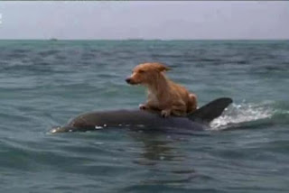 save dog dolphines,