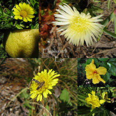 Yellow March flowers