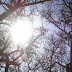 argan tree hight spotlight