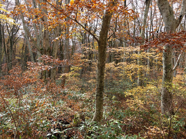 鳥取県道45号倉吉江府溝口線（大山環状道路）の紅葉