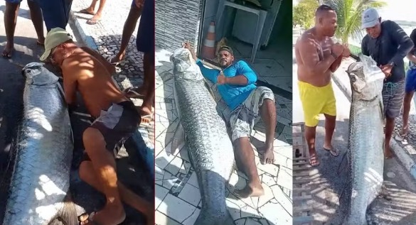 Baiano pesca peixe de quase 2 metros de comprimento e 120 quilos: 'Quatro homens para colocar na canoa'