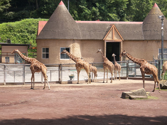 多摩動物公園 キリン