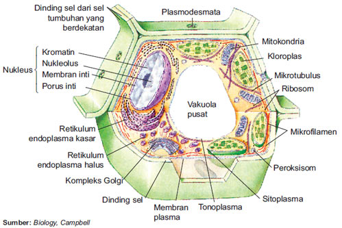materi bio Gambaran sel  hewan  dan  sel  tumbuhan  beserta  