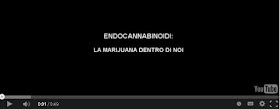 http://caosvideo.it/v/gli-endocannabinoidi-la-marijuana-dentro-di-noi-10495
