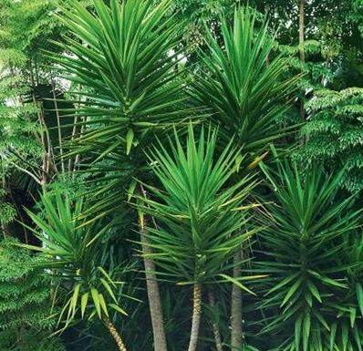 koleksi pohon pandan bali berkualitas untuk dijual Kalimantan Selatan