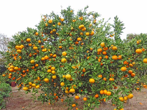 bibit jeruk siyem harga Kalimantan Timur