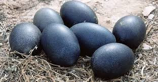 Kadaknath chicken eggs karung koli kozhi muttai health benefits