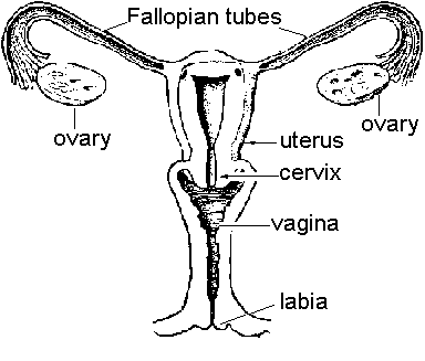 diagram skeletal system