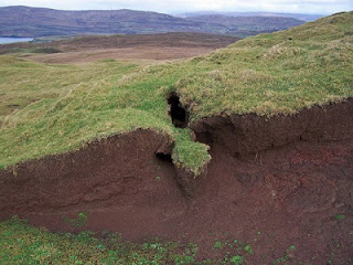 soil erosion, trees holds soil