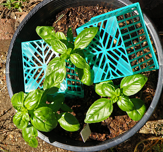 Pot of Basil with Strawberry Baskets