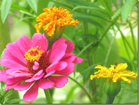 zinnia marigold