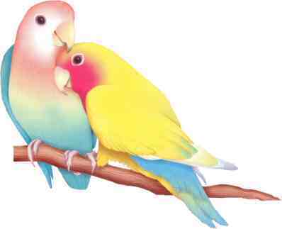 love birds drawing. love birds photos,love birds