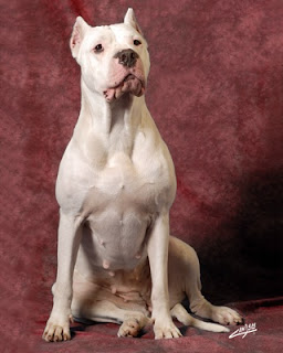 Argentine Dogo Dog Picture