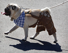 Funny and creative pet costumes, dog costumes, dressed up dog