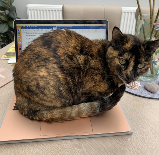A black-and-orange tortoiseshell cat sits on the keyboard of an open laptop. It's Hannah Gold's cat and she told me all about her upcoming book