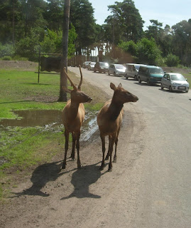 Serengeti Park