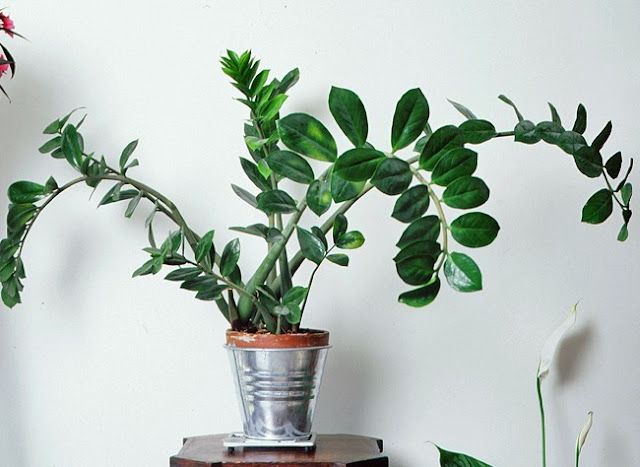 planta decorar interior casa zamioculcas zamiifolia