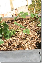 bloggebilder 015