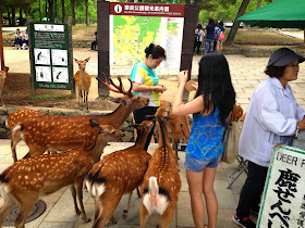 Deer at Nara Park, Japan