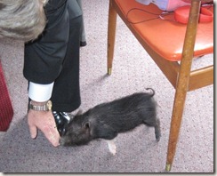 2010 Domestic Baby Pig Pres Tucker