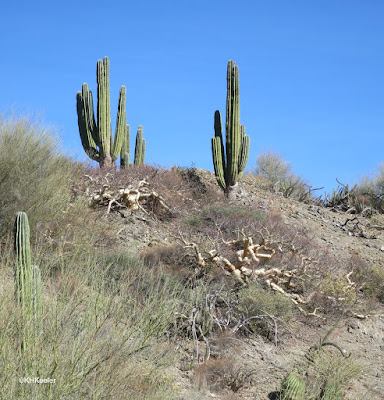 hillside, Baja California