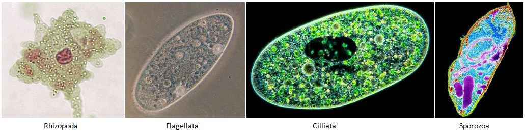 Pengertian Protista Ciri ciri Protista dan Macam macam 