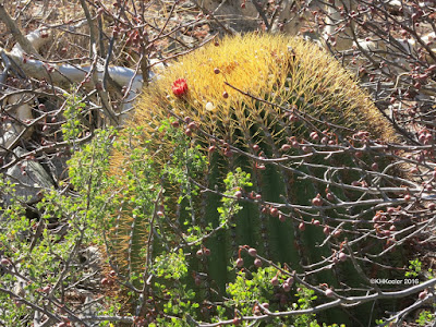 giant barrel cactus